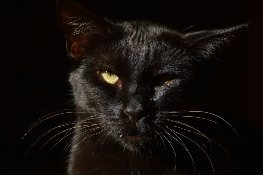 �1761778 �������(a): ����������:2048x1362